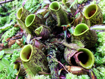 Close-up of cactus