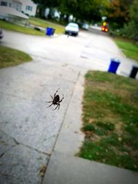 High angle view of insect on leaf