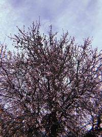 Low angle view of flower tree