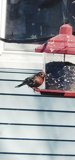 Bird perching on a window