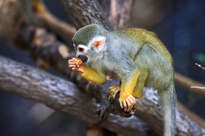 Close-up of monkey eating tree