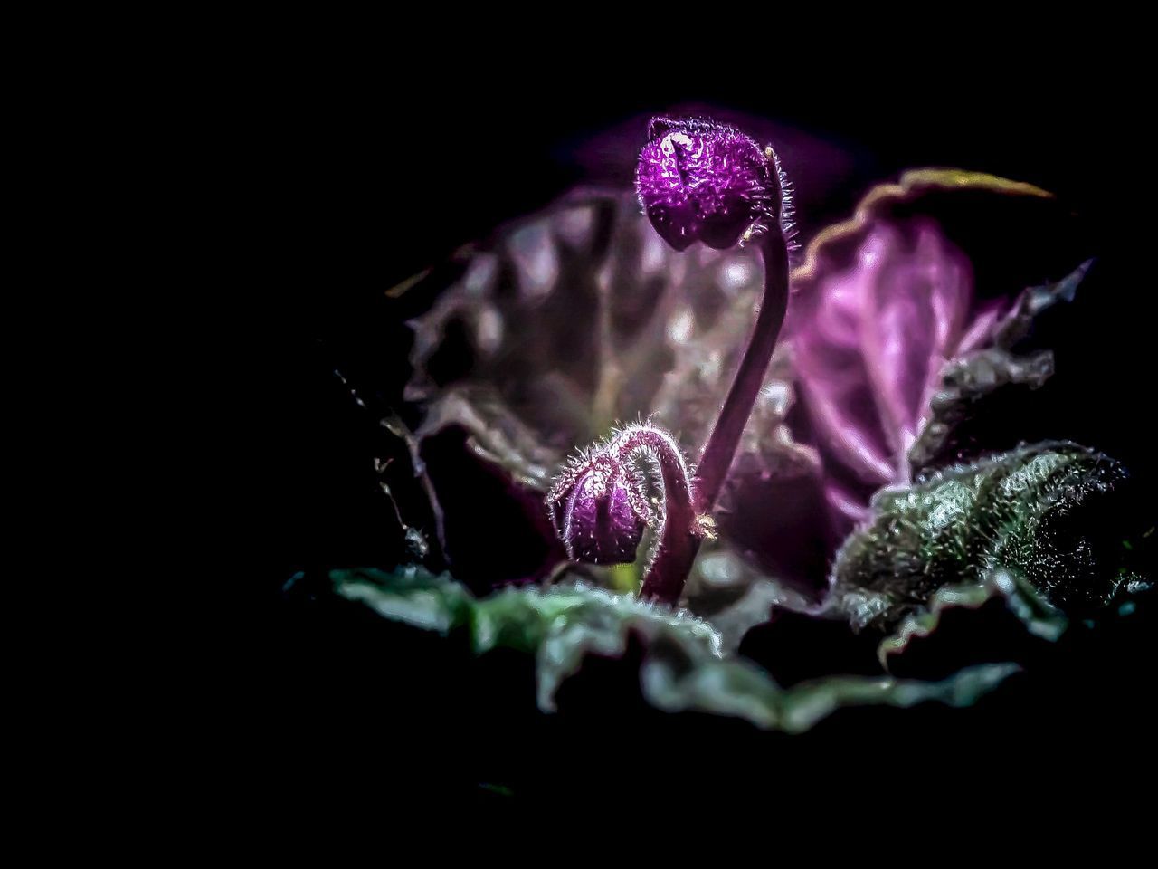 CLOSE-UP OF PURPLE FLOWERING PLANTS