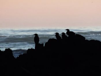 Silhouette of birds perching on rock by sea against sky during sunset