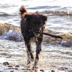 Portrait of dog running in water