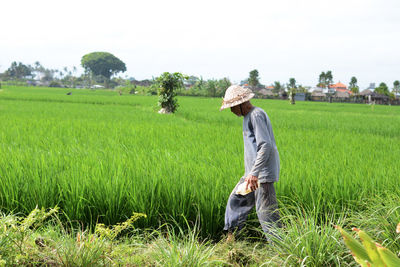 paddy field