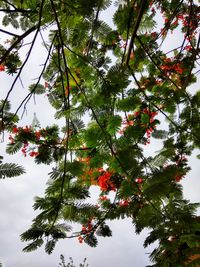 Low angle view of tree against sky