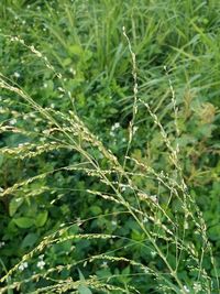 Close-up of fresh green plant