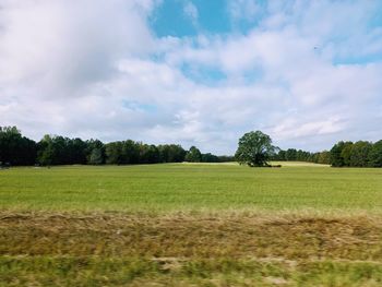 Trees on field against sky