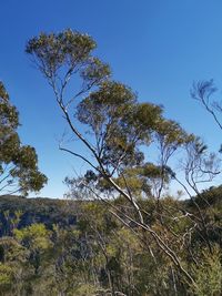 Low angle view of trees against clear sky