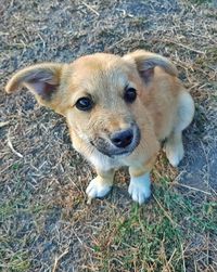 High angle portrait of a dog