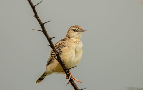 Low angle view of bird perching on branch against sky