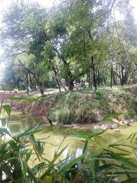 Trees by lake in forest