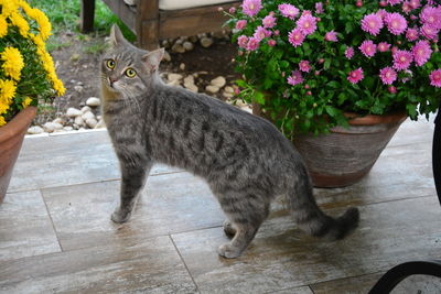 Cat sitting on flower pot