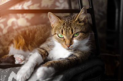 Portrait of cat lying on blanket at home