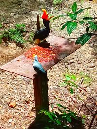High angle view of birds perching on wood
