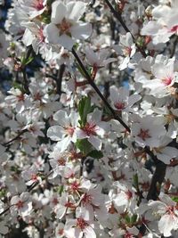 Close-up of white flowers blooming on tree