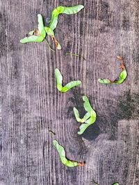 Close-up of green chili pepper on table