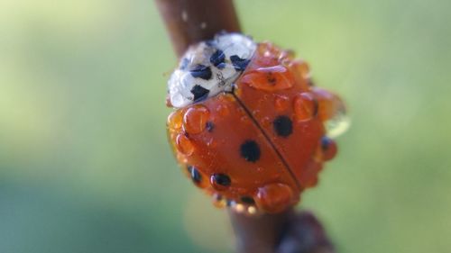 Close-up of ladybug on hand holding leaf