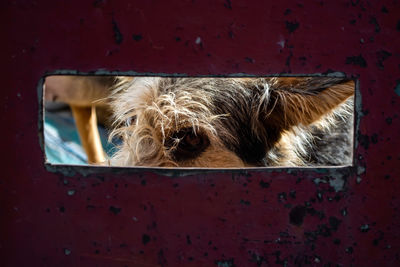 Close-up of a cat looking through window