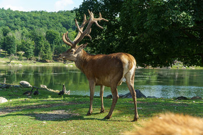 Horse standing in lake