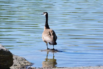 Bird on a lake