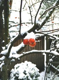 Snow covered trees