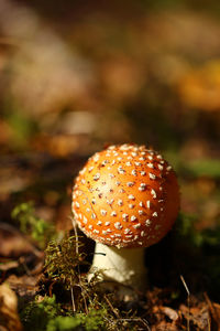 Close-up of fly agaric mushroom