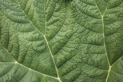 Close-up of green leaves