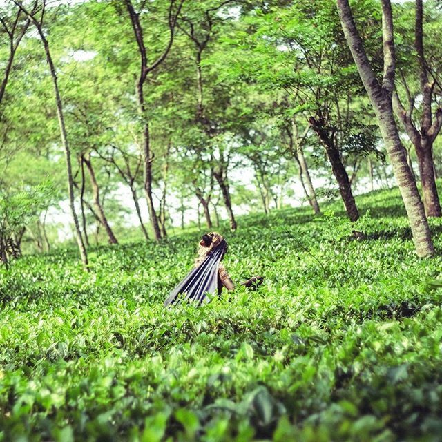 tree, green color, growth, animals in the wild, animal themes, one animal, wildlife, nature, forest, beauty in nature, plant, grass, tranquility, tree trunk, branch, day, outdoors, no people, park - man made space, lush foliage