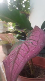 Close-up of raindrops on pink flower