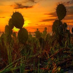 Close-up of cactus growing on field against sky during sunset