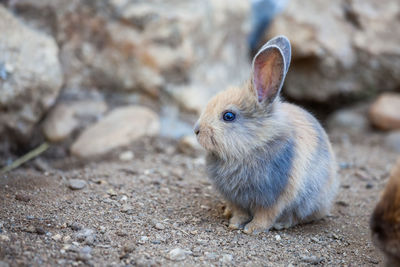 Close-up of a rabbit on land