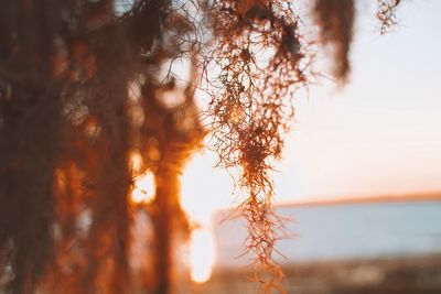 Close-up of plant against sky during sunset