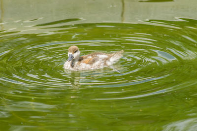 High angle view of duck swimming in lake