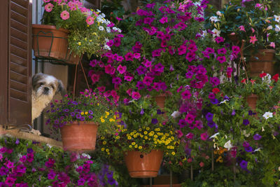 View of white flowers in pot