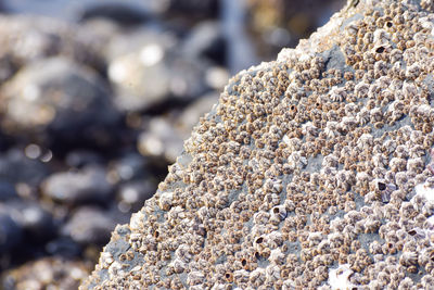 Many seashells on a rock closeup view.