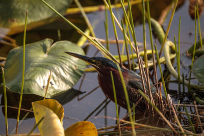 Close-up of bird perching on plant