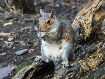 Close-up of squirrel eating