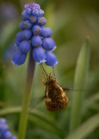 Close-up of bee pollinating on purple flower