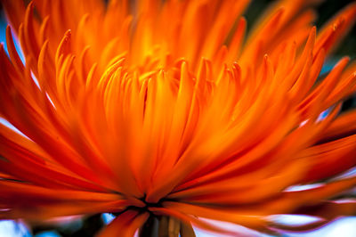 Extreme close up of flower