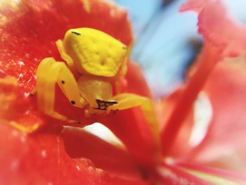 Close-up of yellow flower