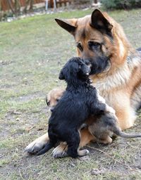 Puppy sitting on grass