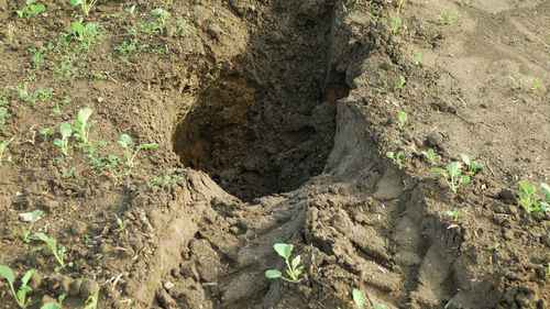 soil