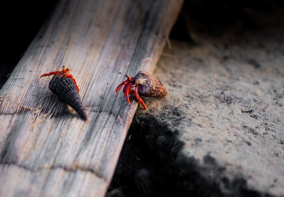 Close-up of insect on wood