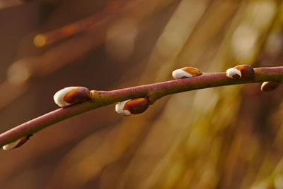 Close-up of buds on plant