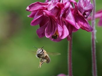 Close-up of bee pollinating on flower