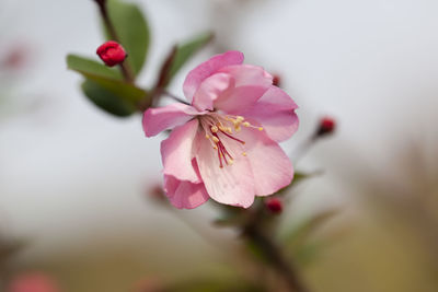 Close-up of pink cherry blossom