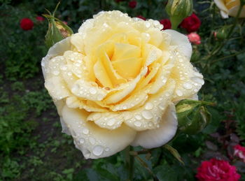 Close-up of rose