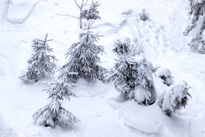 Snow covered trees on field during winter