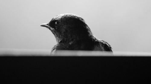 Close-up side view of a bird